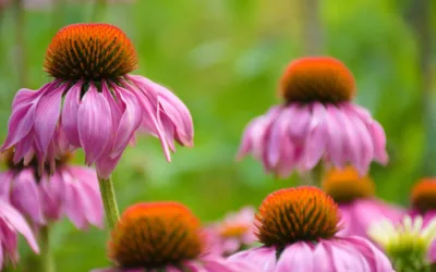 As of October 2020, we are working with Herb-Pharma Corporation which has developed a preventive tool against SARS-CoV-2