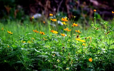 We expanded our cooperation with Herb-Pharma AG